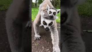 The five Ringtailed Lemur babies born at Fota Wildlife Park named [upl. by Dougie]