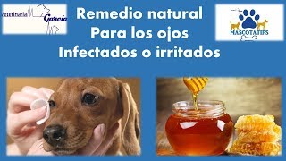 REMEDIO CASERO PARA LA INFECCIÓN O EL OJO IRRITADO EN MASCOTAS [upl. by Martsen]