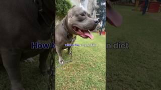 Fact about Female Dog Heat Cycle youtube shorts viral [upl. by Jueta906]