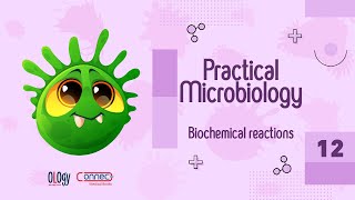 12 Biochemical reactions 1 Saccharolytic amp Proteolytic activity [upl. by Adelina]