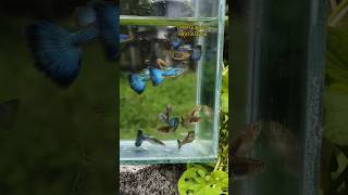 More Underwater Guppy Videos [upl. by Charlet]