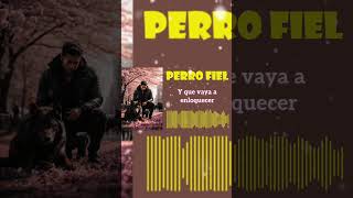 Perro Fiel  Shakira ft Nicky Jam • SHORT • Letra  Lyrics • Grandes Hits hitslatina musica [upl. by Anawik]