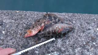 カサゴ2匹とササベラを海へ返します。小さな魚を釣ったら、キャッチ＆リリース。大きくなるまで海に育ててもらおう。波止サビキ釣り時は、ツケエサを忘れずに持っていきましょう。 [upl. by Silsby]