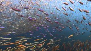 Ocean Odyssey 2010 720p part 6 HD [upl. by Cheatham144]