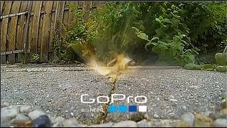 GOPRO HERO 3 Slomo Snail Explosion And More Stuff 240 fps [upl. by Aikaz782]