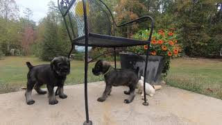 Standard Schnauzer Puppies  Meet the Boys [upl. by Oirogerg419]