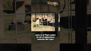 Ligre vs Tigre SHORTS [upl. by Belanger]