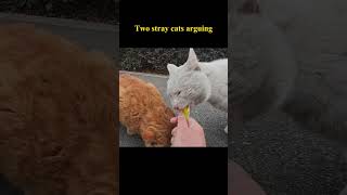 Two stray cats are still quarreling even while eating food straycat [upl. by Naima795]