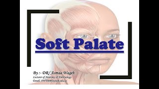 Anatomy of Soft Palate [upl. by Aicilat]