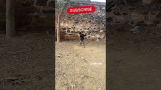 Gali cricket  subscribe cricket cricketfans viralshorts [upl. by Ted]