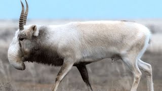 Saiga Antelope The Treasure of the Central Asian Steppe [upl. by Elleimac]