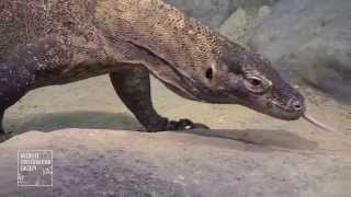 Komodo Dragons at the Bronx Zoo [upl. by Zabrine834]