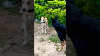 PoV  Lily ko Maazaa Aagaya 🤣🐕❤️🥰🐶shortsfeeddoglovershortsvideoshortsvideogermanshepherd [upl. by Waxman421]