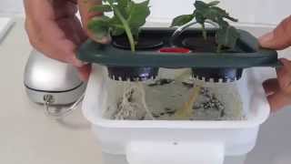 This short video shows you the Eco Flo Micro DWC hydroponics plant cloner in action [upl. by Now]