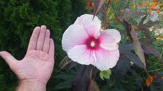 89 Hibiskus bylinowy bagienny oraz hibiskus ogrodowy  wszystko o uprawie 😁 [upl. by Anerat]