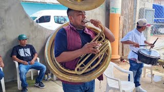 🔥🎺 Que perro se escucha esta Tuba con los amigos de Alpoyecancingo Guerrero [upl. by Sandry]