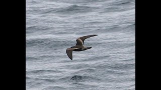 Chapmans Stormpetrel 5 December 2023 Panama Bight [upl. by Lellih]