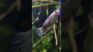 Female Betta fish loaded hogyi 😍 Crazy transformation 😮 shorts [upl. by Yi]