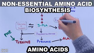 Biosynthesis of Non Essential Amino Acids  Basic Overview [upl. by Otreblon]