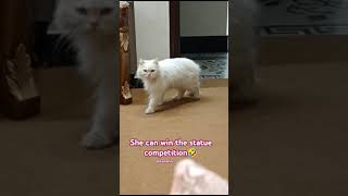 Game of statue cat kitties lovestatus trendingvideo catlover [upl. by Petunia]