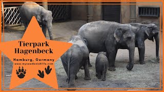 Visit Hamburgs Tierpark Hagenbeck  German Zoo  Things to Do in Hamburg Germany [upl. by Eceinhoj36]