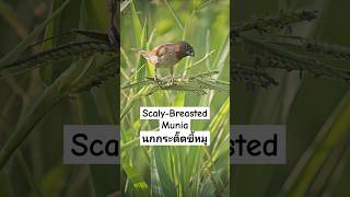 Scalybreasted Munia  นกกระติ๊ดขี้หมู  Benjakitti Park Bangkok Thailand 🇹🇭 [upl. by Liss]