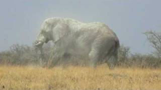 Huge bull elephant in Etosha National Park [upl. by Nirrac617]