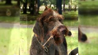 The Drahthaar or German Wirehaired Pointer [upl. by Kalb]