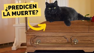 Los GATOS y su CONEXIÓN con la MUERTE ⚰️ [upl. by Benedict203]