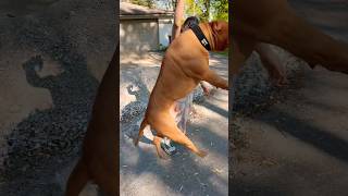 Xl bully hop xlbully dogbreed shortsvideo [upl. by Aytac659]