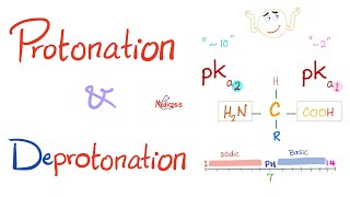 Amino Acids Part 3 pH and Pka  Biochemistry for MCAT DAT NEET [upl. by Brendis]