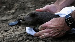 Schnabeltiere in Nationalpark umgesiedelt [upl. by Agnimod]