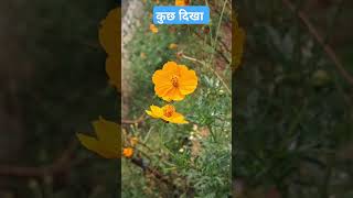 दिखाई देता है trendingshorts shortsfeed shortfeed shorts bhajan bhajanstatus bhakti [upl. by Chloris]