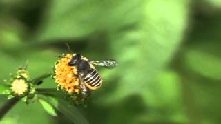 Leafcutter Bee Megachile  Blattschneiderbiene [upl. by Frissell801]