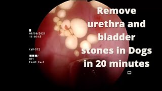 Endoscopically assisted Cystotomy an easy way to remove urethra and bladder stones in pet animals [upl. by Hodgkinson]