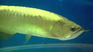 24K Full GoldenHead Arowana AAA Quality [upl. by Christmas]