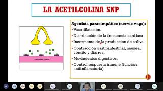 Acetilcolina [upl. by Senaj]