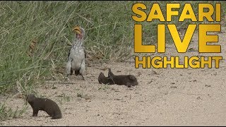 Hilarious dwarf mongoose plays dead for hornbill [upl. by Amaris668]