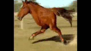 Two Legged Running Horse [upl. by Anne-Marie]