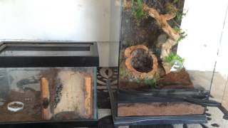 Poecilotheria regalis rehouse  tutorial  set up [upl. by Bornstein]