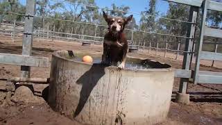 A day in the life of the Australian Working Kelpie [upl. by Nawek829]