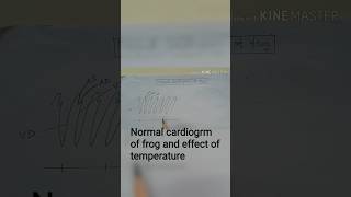 Normal Cardiogram Of Frog and Effect Of Temperature amphibian medicaleducation physiology [upl. by Niamreg519]