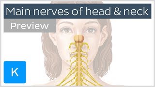 Main nerves of the head and neck preview  Human Anatomy  Kenhub [upl. by Suter]