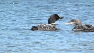 The haunting call of the Common Loon [upl. by Yvonner73]