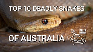 Top 10 dangerous and deadly venomous snakes from Australia [upl. by Galvan]