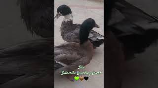 Ducks Quacking Quack💫💢💞 duck youtubeshorts birds [upl. by Llenrep]