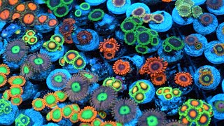 Zoanthid Identification  35 Different Types  CloseUp 4k Ultra HD [upl. by Wina616]