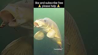 So what went wrong carp fishing underwater fish fishlovers indianfishrecipe [upl. by Findlay]