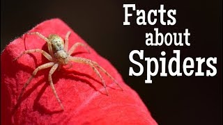 Facts about Spiders for Kids  Classroom Learning Video [upl. by Sibylle]