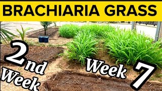 Week 7 amp Week 2 How To Grow Brachiaria Grass  Mulato Grass The Wonder Grass For Livestock 🐄 🐇🐐🐑 🐖 [upl. by Nahshon377]